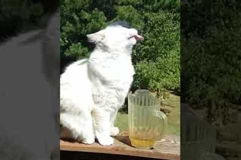 Cat Drinks Water From Plant #shorts