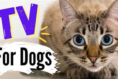 TV for Dogs! Watch CATS Roam | Fun Entertainment for Dogs | With Narration