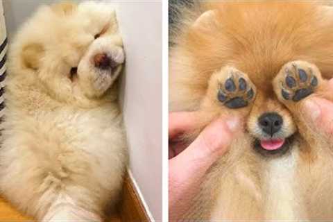 See what these cute puppies are doing?Do you like These Pupppies?? | Cute Puppies