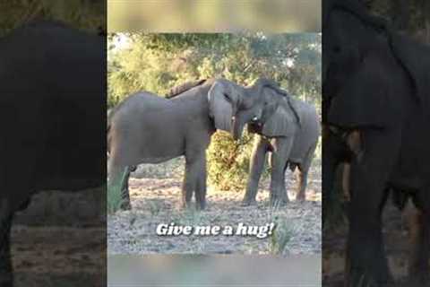 Cuddly Elephants Hug Each Other with Trunks #Shorts