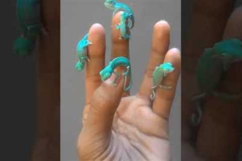 Five Adorable Little Chameleons Hang Out on Fingers #Shorts