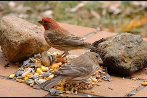 Birds and Squirrels on the Porch - 10 Hours - May 11, 2022