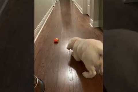 Dog Adorably Jumps At Ball #shorts