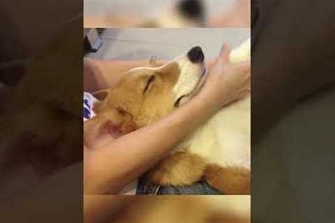 Calm Corgi Gets Face Massage #Shorts