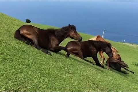 Hilarious Horses Slide Down a Hill | Best Pets Of The Week