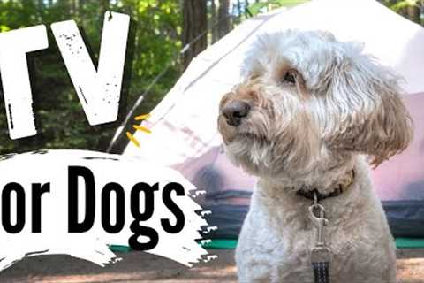 TV for Dogs | Dog's Camping | Videos for Dogs To Watch | With Narration