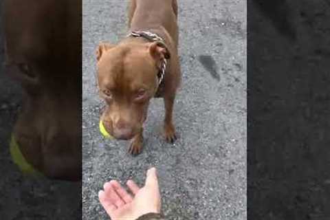 #shorts #funnydogvideos #pitbulldog Hulk play with ball