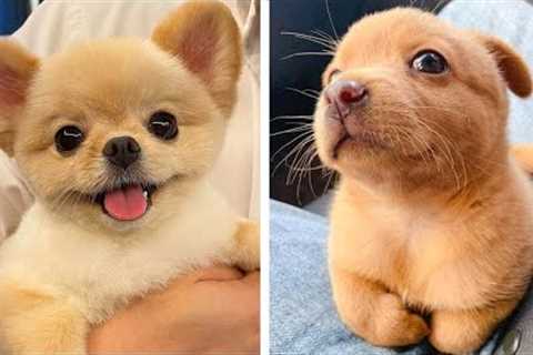 These Puppies are So Cute!?? Let's see What this Puppies is Doing ?| Cute Puppies