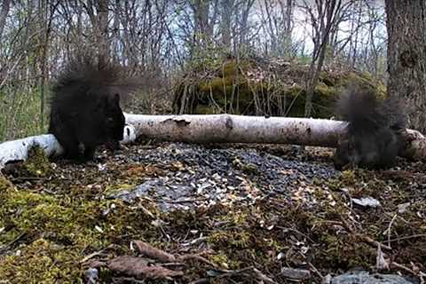 Black Squirrels by the Birch Tree - 10 Hours - May 15, 2022