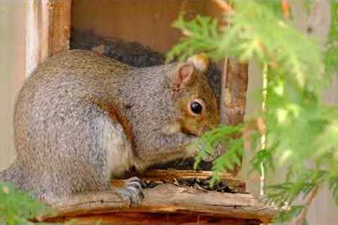 Squirrels at the Feeder - 10 Hours - May 16, 2022