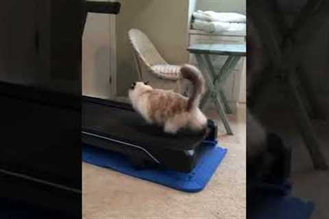 Cat Doesn't Understand Treadmills #shorts