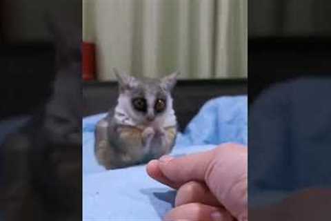 ADORABLE Bush Baby Steals Food! #Shorts