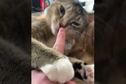 Cat Purrs While Chewing Fingers #shorts