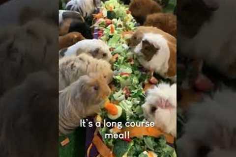 Adorable Guinea Pigs Have MASSIVE Dinner Party! #Shorts