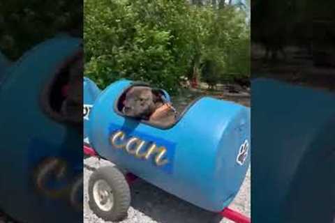 ADORABLE Rescue Pups LOVE Train Rides! #Shorts