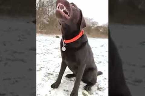 Dog Catches Treat In Snow #shorts