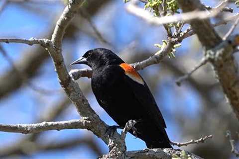 Birds and Squirrels at a Conservation Area - 10 Hours - May 19, 2022