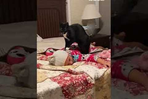 ADORABLE Cat Gives Baby a Massage! #Shorts