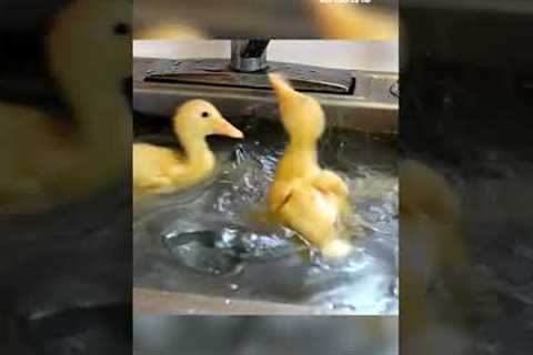 You NEED To See These Ducklings Take a Bath! #Shorts