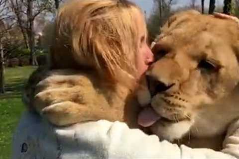 Cute Lionesses Freak Out After Seeing Friend! | Best Pets Of The Week