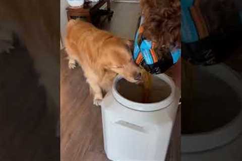 Hilarious Golden Pup Can't Wait For Food! #Shorts