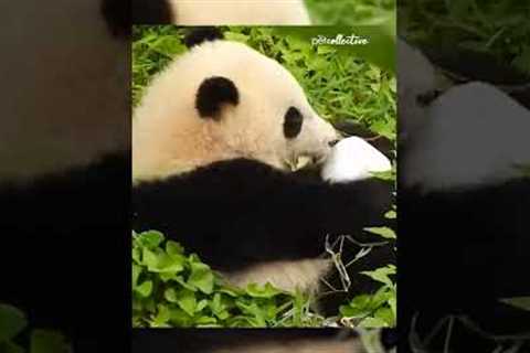 Adorable Panda Cub Tumbles Down Hill! #Shorts