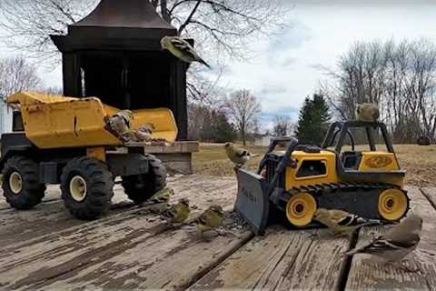 Backyard Finches on the Job Site - 10 Hours - May 22, 2022