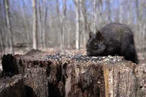 Monday Squirrels at Natures Feeder - 10 Hours - May 23, 2022