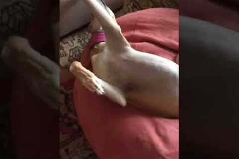 Dog Falls Asleep In Compromising Position #shorts