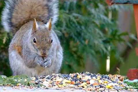 Hungry Grey Squirrels - May 24, 2022