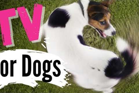 TV for Dogs | ?WAGGING TAILS |Dog Entertainment | Videos for Dogs To Watch- SUPER CUTE