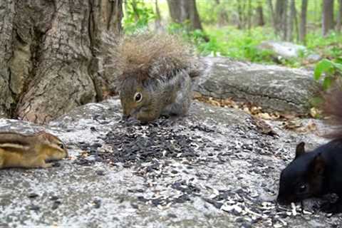 Chipmunks and Squirrels - Forest Friends - May 25, 2022