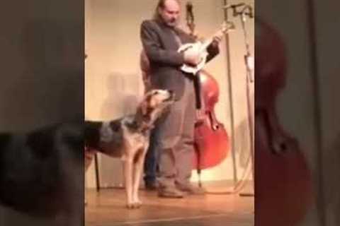 Hilarious Pup Crashes Concert and Starts Singing! #Shorts