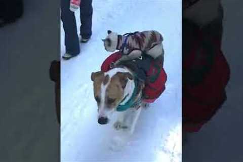 Cat Rides Dog in the Snow #Shorts