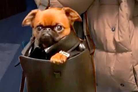 Tiny Dog Snuck Into Purse | Funny Pet Videos