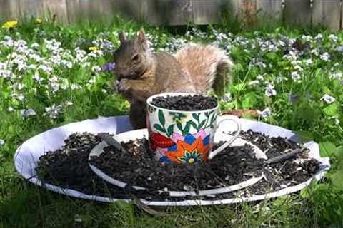 Cartoons for Pets - 10 Hour Squirrel Feast by the Flowers - May 28, 2022