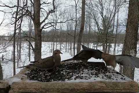 Winter Throwback - 10 Hours of Various Backyard Birds - May 29, 2022