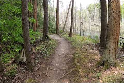 Virtual Mountain Biking in a Canadian Forest