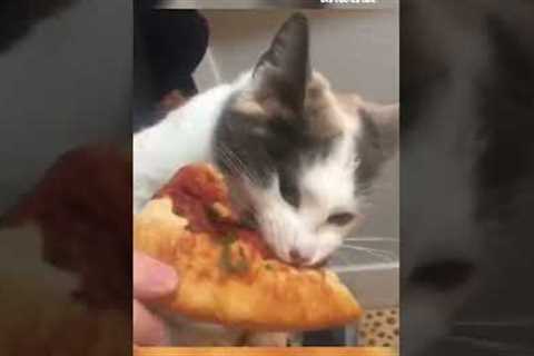 Kitty Goes Berserk for Pizza #Shorts