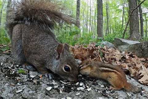 Forest Squirrels and Chipmunks Sharing a Meal - 10 Hours - May 30, 2022