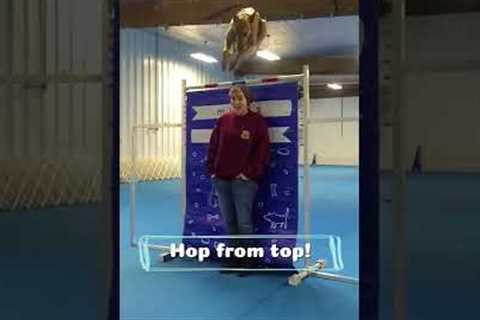 Amazing Dog LOVES To Jump! #Shorts