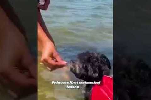 Adorable Puppy Has First Swim Lesson! #Shorts