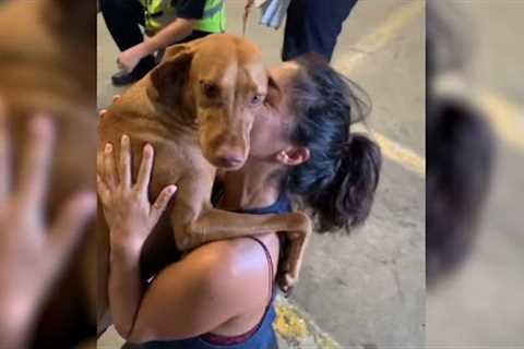 Tearful Reunion With Lost Dog at Airport ? | Best Reunion Compilation