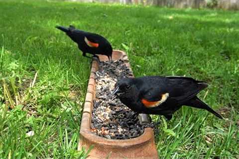 Blackbirds and Squirrels Feeding at the Trough - 10 Hours - May 31, 2022