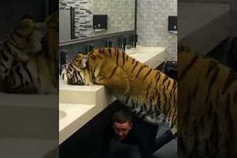 Outrageous Tiger Sneaks Into a Bathroom! #Shorts