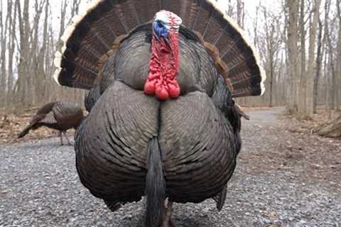 Videos for Pets - 10 Hours of Turkeys in the Woods - June 02, 2022