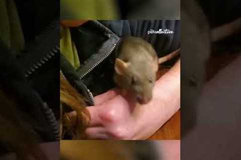 Adorable Mother Rat Shows Off Her Babies! #Shorts