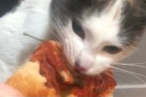 Kitty Goes Berserk for Pizza | Best Pets of the WEEK