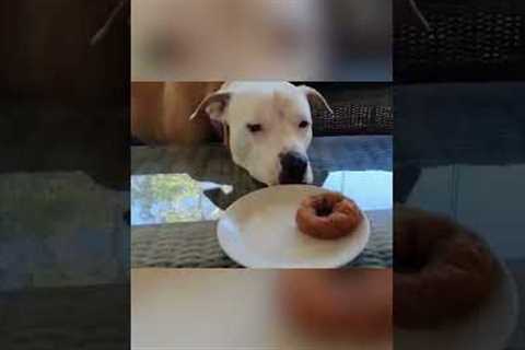 Adorable Puppy Longs For Donut! #Shorts