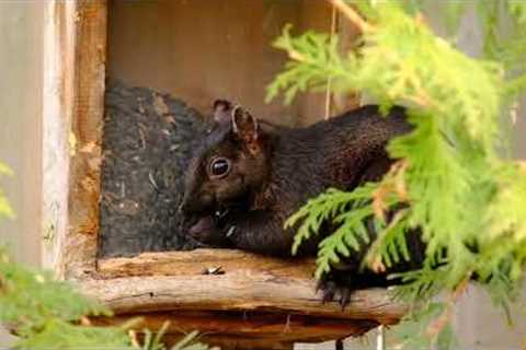 Sunday Morning Squirrels - 10 Hours - June 05, 2022